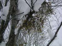 SANY0013